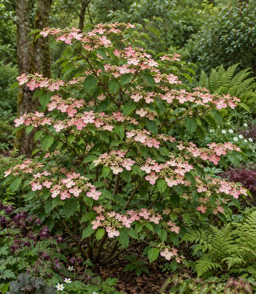 Viburnum plicatum ‘Pink Beauty’